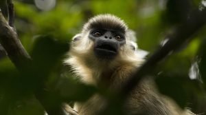 IUCN: União Internacional para Conservação da Natureza