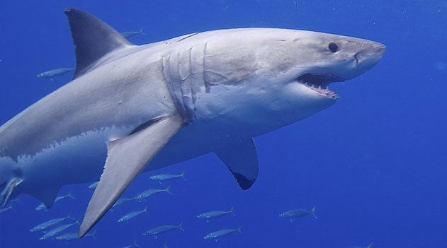 Tubarões brancos em Madagascar