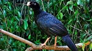 A volta do mutum-de-alagoas