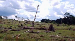 Amazônia passou a ser fonte de CO2