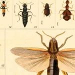 150.000 ilustrações biológicas