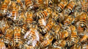 As Sociedades das Abelhas