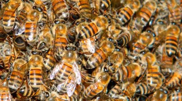 As Sociedades das Abelhas