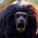 Micos de estômago forte