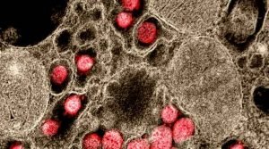 Mutação no novo coronavírus