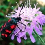 Interações de insetos e plantas