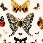 Documentário Borboletas