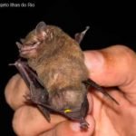 importância dos morcegos