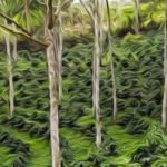 Agrofloresta ou Sistema Agroflorestal (SAF)