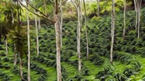 Agrofloresta ou Sistema Agroflorestal (SAF)