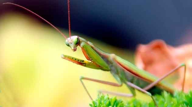 Louva-deus - Louva-a-deus