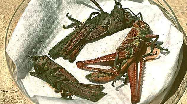 Microrganismos benéficos