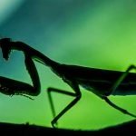 Os Incríveis Insetos