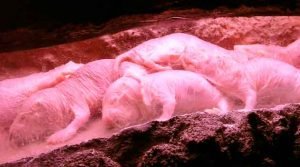 Os animais eussociais