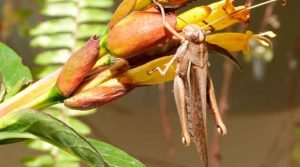 Schistocerca cancellata