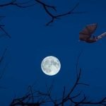 Os morcegos e a lua