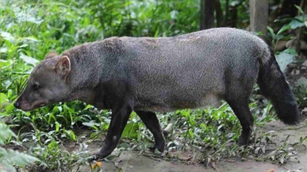 cachorro-do-mato-de-orelha-curta (Atelocynus microtis) - O cão-fantasma da Amazônia: único canídeo endêmico da floresta