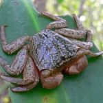 Caranguejo do mangue