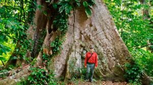 Árvores gigantes da Amazônia