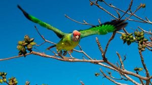 Papagaio de-cara-roxa - Importância da restinga