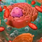 A Célula Eucariótica A Célula Eucariótica