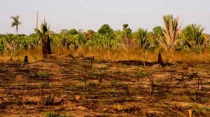 Como restaurar florestas