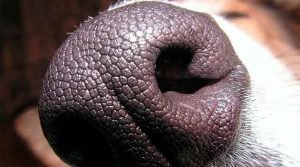 Olfato do cão