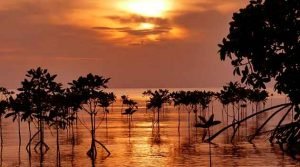 A fragilidade do mangue