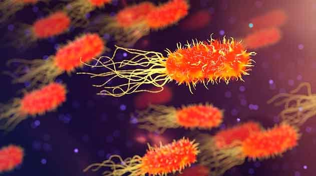 XXVII CBO - XXVII Congresso Brasileiro de Ornitologia