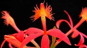 Epidendrum cinnabarinum - Berçários de novas plantas