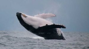 Fertilizadores do mar