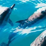 Cadê os golfinhos? - Golfinho-de-dentes-rugosos (Steno bredanensis)