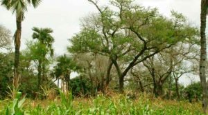 Sistema-Agroflorestal-SAF