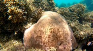 Corais em recuperação