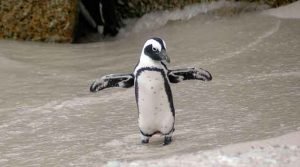 "Invasão" de pinguins no Brasil