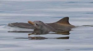 Mulheres lutam para salvar a toninha