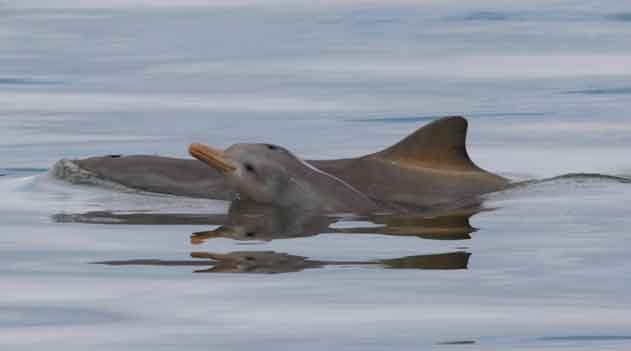 Mulheres lutam para salvar a toninha