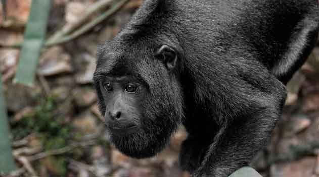 Febre amarela mata macacos no Acre: Mortalidade dos primatas provavelmente foi causada pela febre amarela e mostra que caso é de saúde pública - Bugio