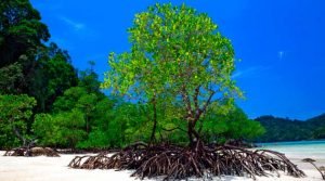 Perdemos parte de nossos mangues