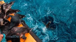 Soltura dos pinguins