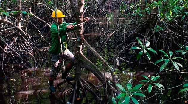 Por que biólogos são desvalorizados - mangue, manguezal