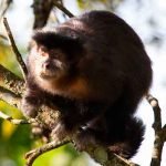 Comportamento dos macacos-prego