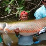 Pirarucu, o peixe gigante