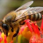 Dia Mundial das Abelhas