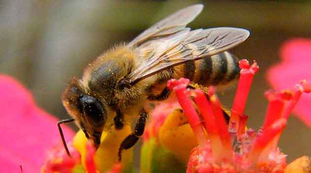 Dia Mundial das Abelhas