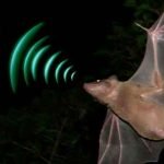 Ecolocalização ou biosonar