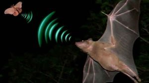 Ecolocalização ou biosonar