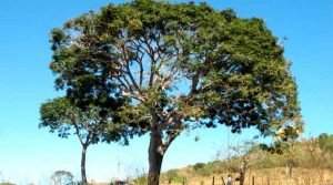 Faveiro de Wilson (Dimorphandra wilsonii Rizzini