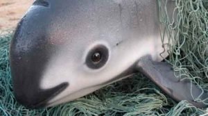 As últimas vaquitas