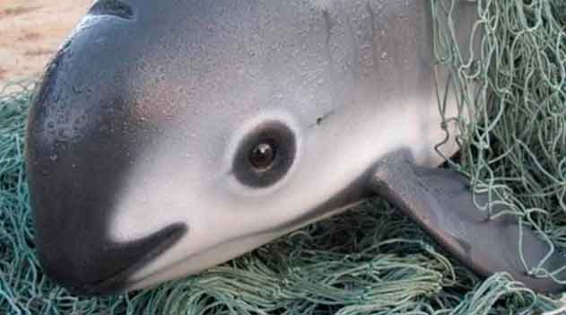 As últimas vaquitas